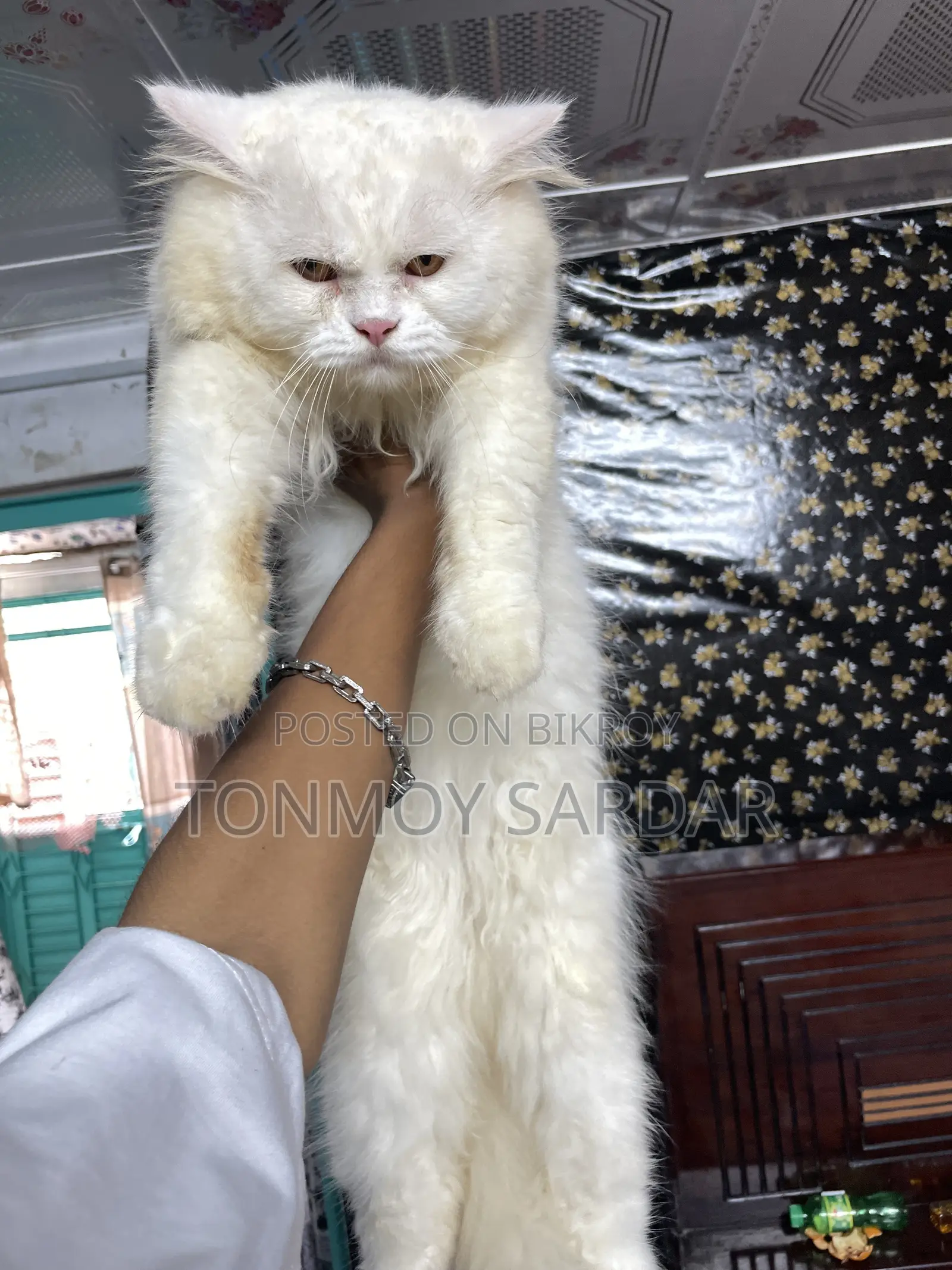 1+ Year Male Purebred Persian