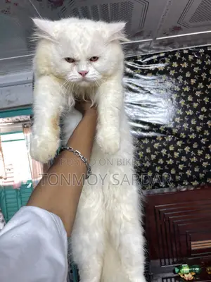 1+ Year Male Purebred Persian