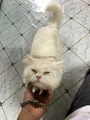 1+ Year Male Purebred Persian