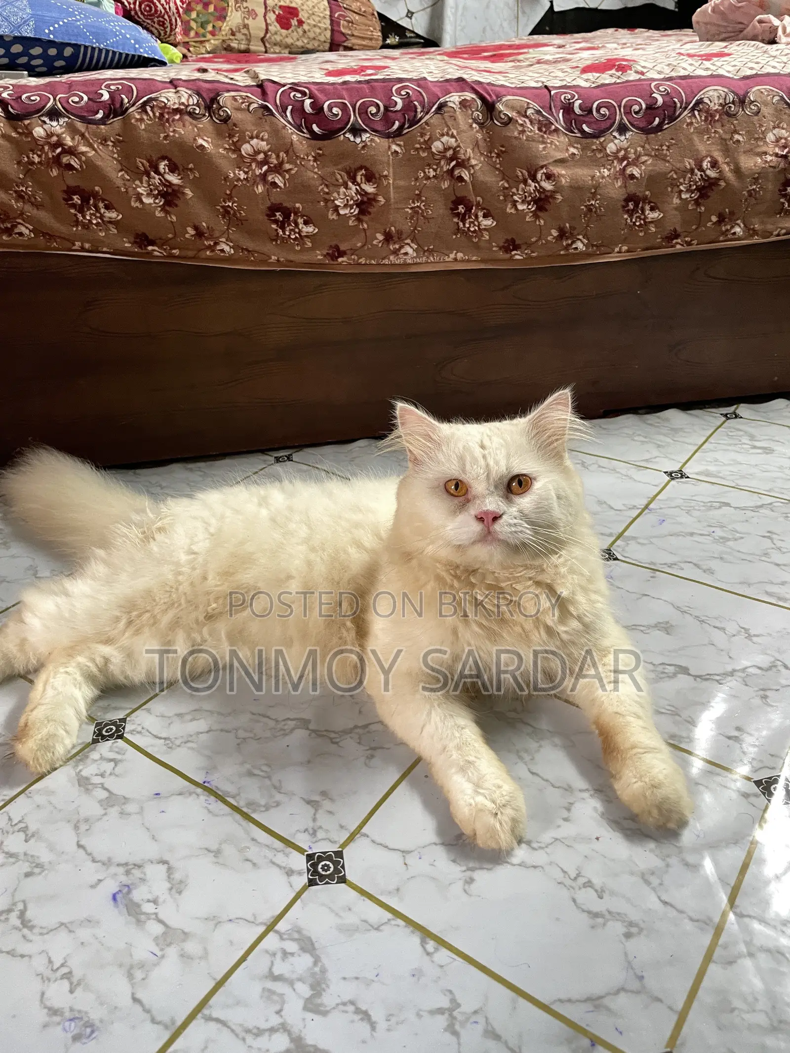 1+ Year Male Purebred Persian
