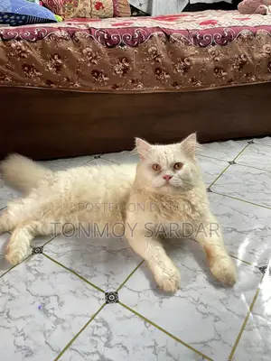 1+ Year Male Purebred Persian