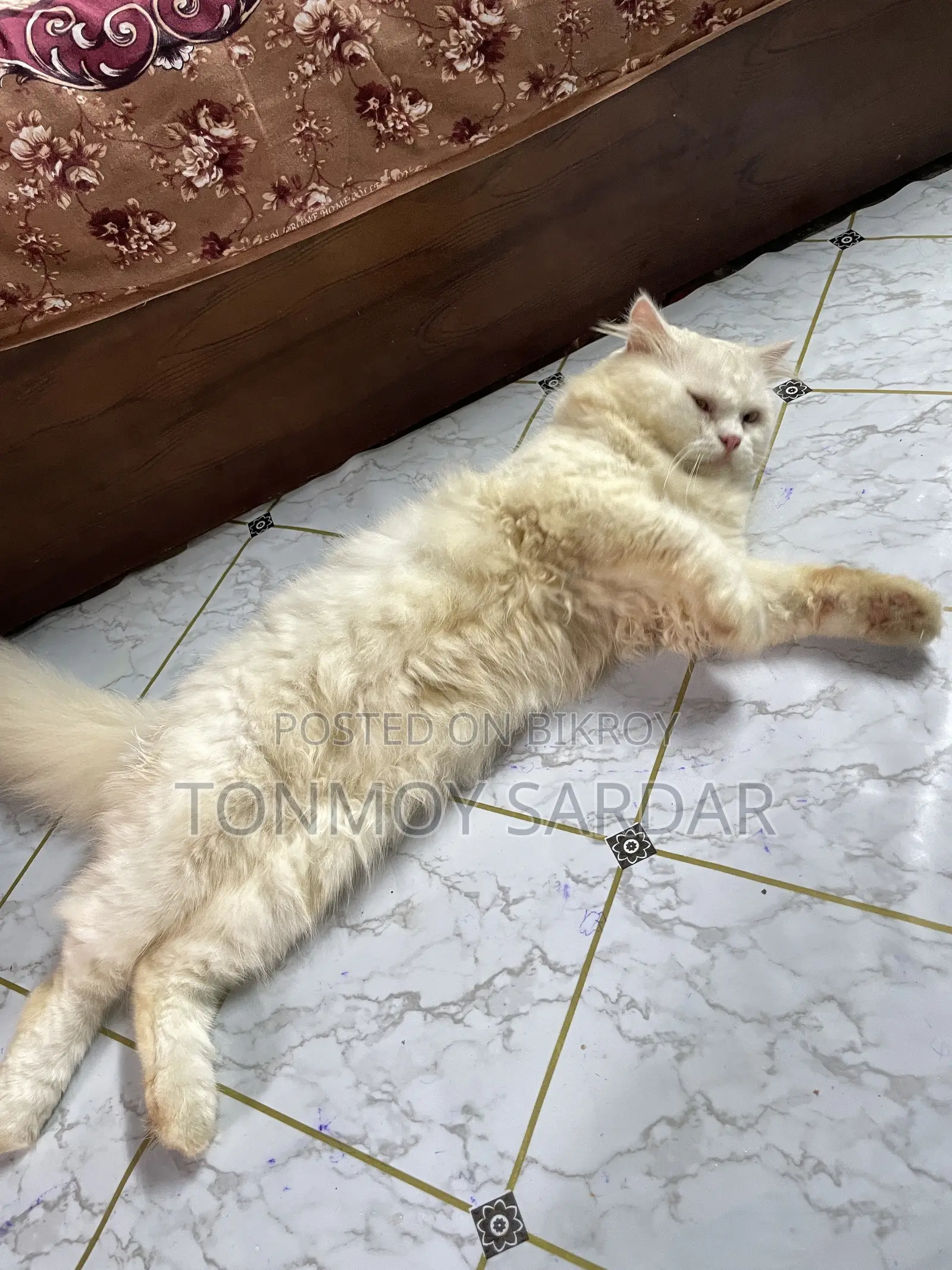 1+ Year Male Purebred Persian
