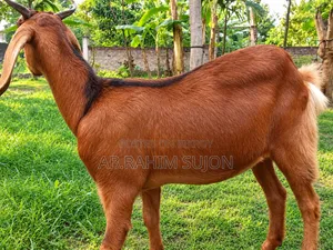 তোতা পুরি রাম ছাগি বিক্রয় করা হবে।