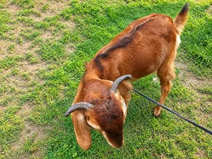 তোতা পুরি রাম ছাগি বিক্রয় করা হবে।