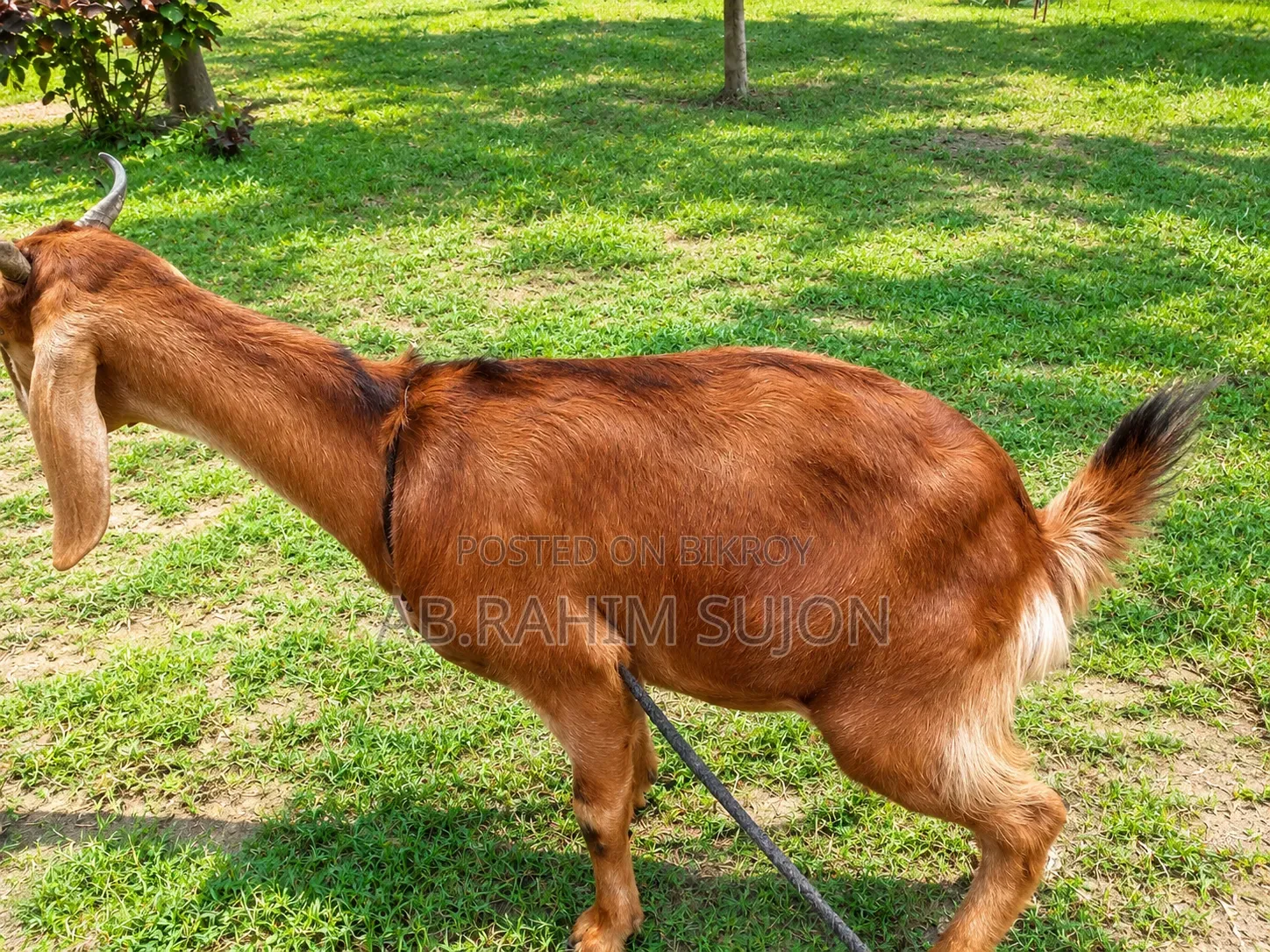 তোতা পুরি রাম ছাগি বিক্রয় করা হবে।