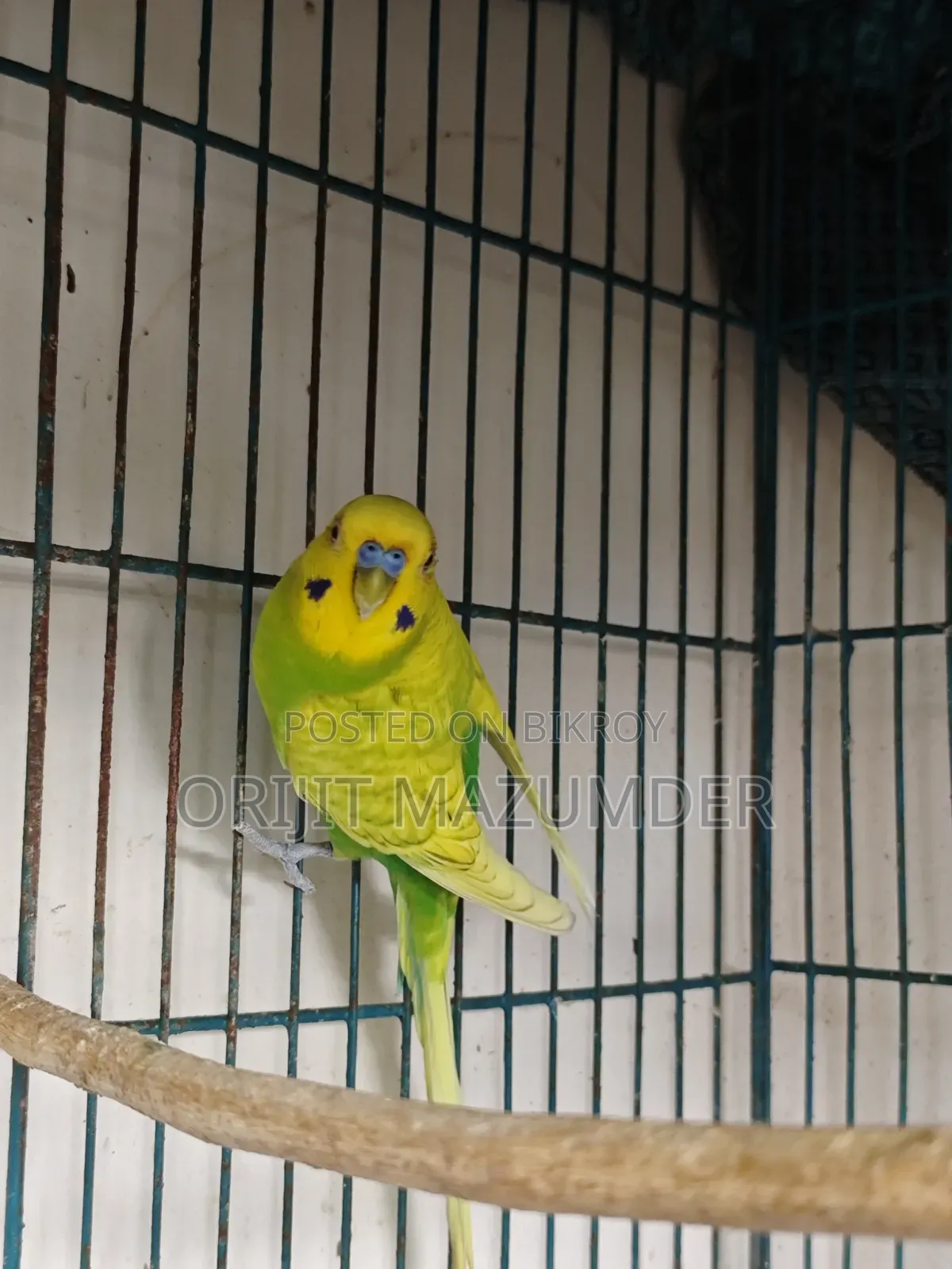 Budgerigar With Large Cage