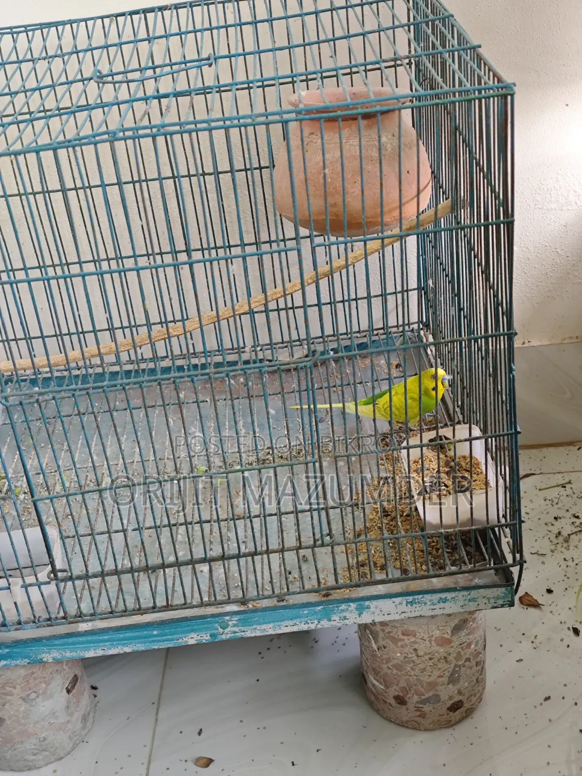 Budgerigar With Large Cage