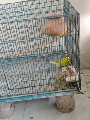 Budgerigar With Large Cage