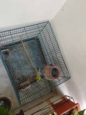 Budgerigar With Large Cage