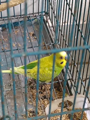 Budgerigar With Large Cage