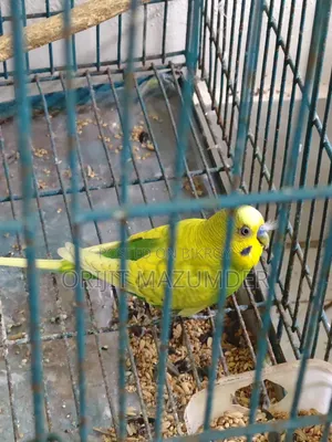 Budgerigar With Large Cage