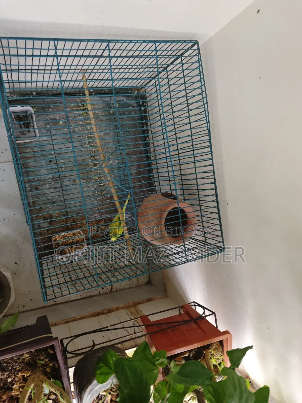 Budgerigar With Large Cage