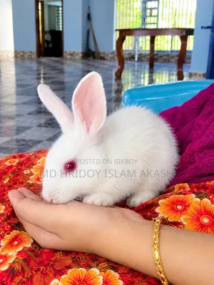 সুন্দর সুন্দর কালারের ৫ টি খরগোশ