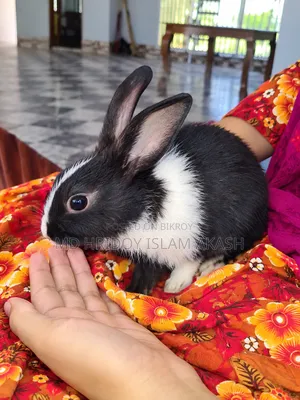 সুন্দর সুন্দর কালারের ৫ টি খরগোশ