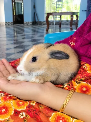 সুন্দর সুন্দর কালারের ৫ টি খরগোশ