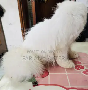 3-6 Months Male Purebred Persian
