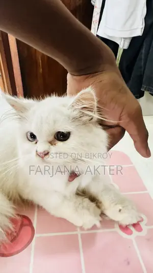 3-6 Months Male Purebred Persian
