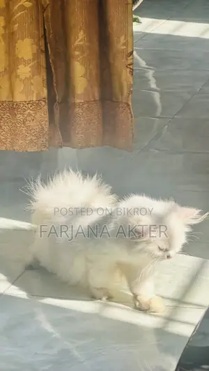 3-6 Months Male Purebred Persian