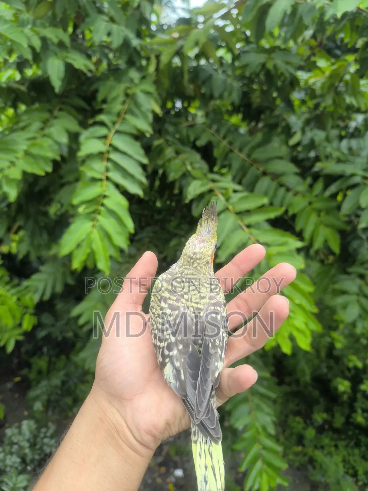 টেম সাইজের চিনামন পাল বেবি বিক্রিয় করা হবে