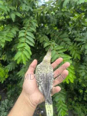 টেম সাইজের চিনামন পাল বেবি বিক্রিয় করা হবে