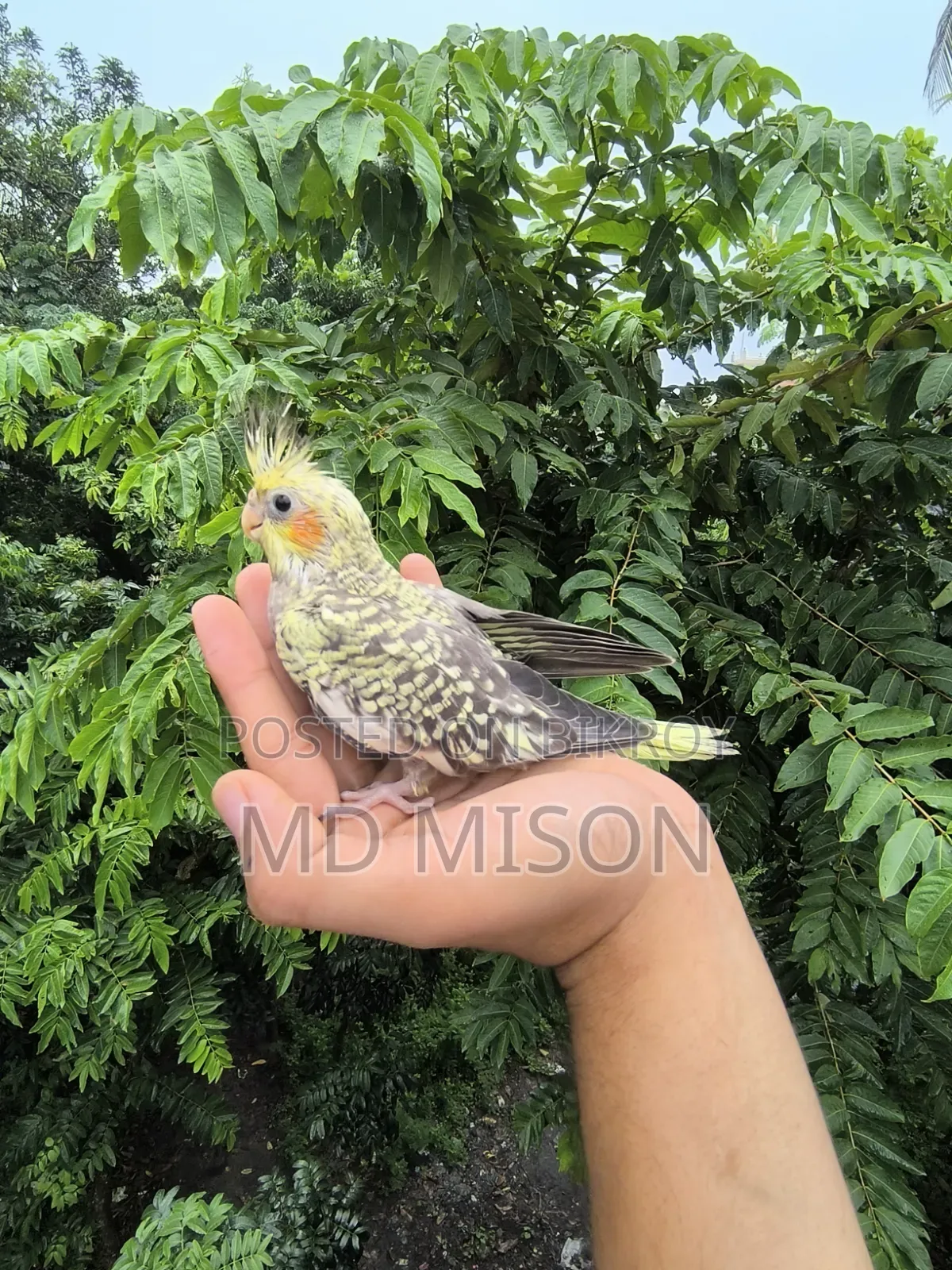 টেম সাইজের চিনামন পাল বেবি বিক্রিয় করা হবে