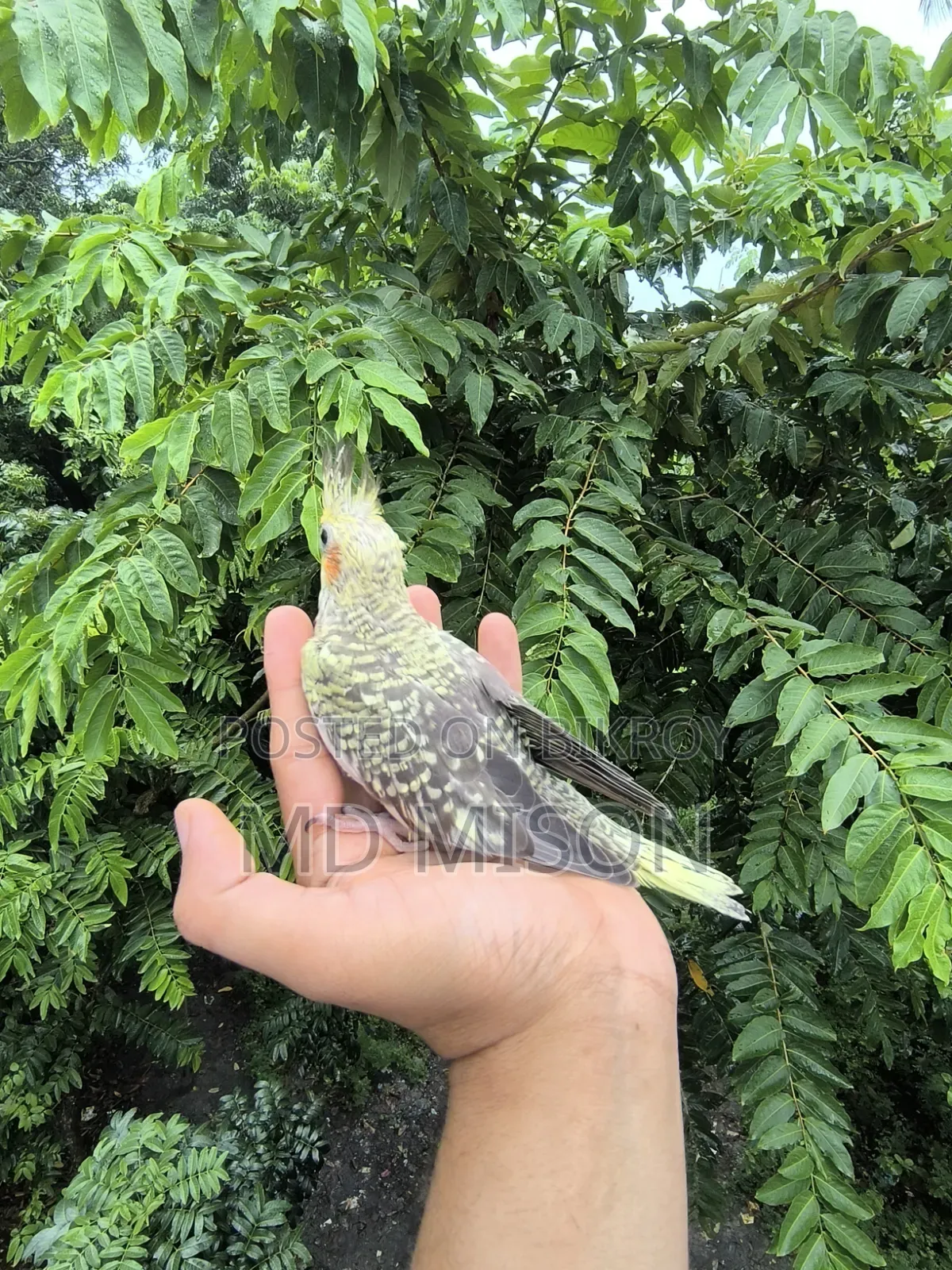 টেম সাইজের চিনামন পাল বেবি বিক্রিয় করা হবে