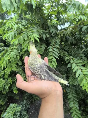 টেম সাইজের চিনামন পাল বেবি বিক্রিয় করা হবে