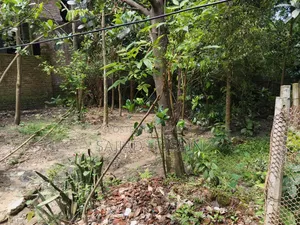 ৩ শতক জমি বিক্রি হবে