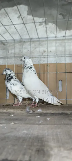 35 Kobotor