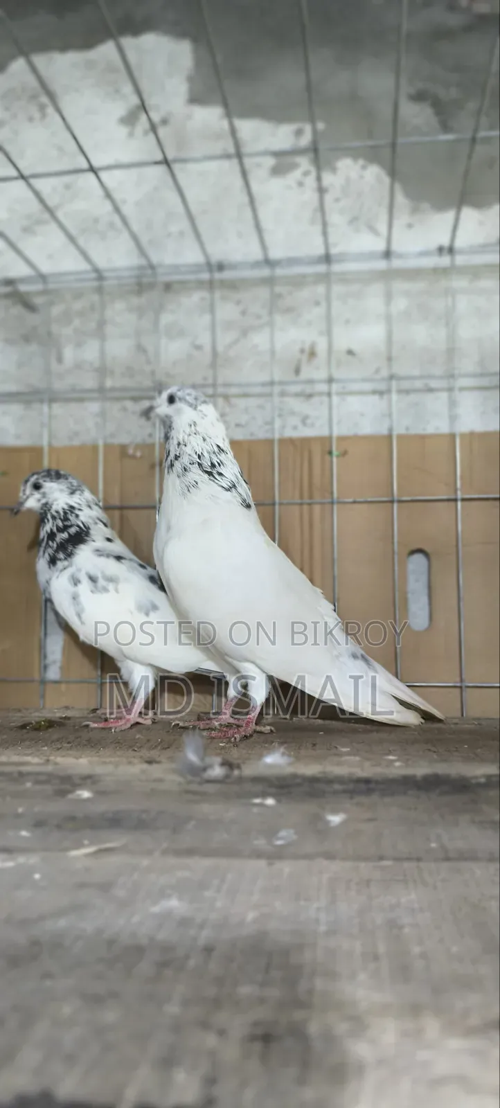 35 Kobotor
