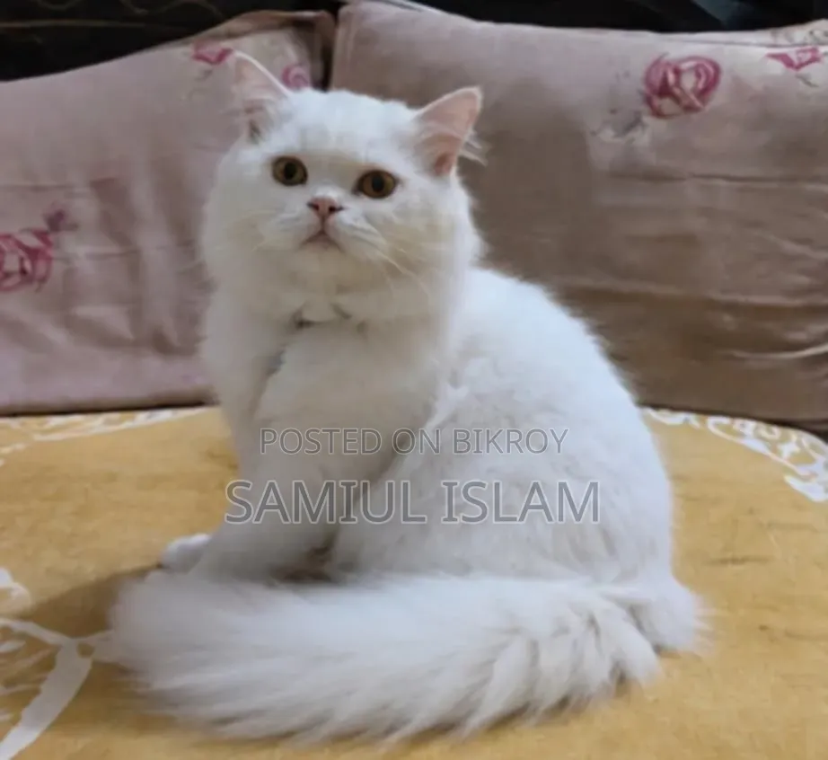 3-6 Months Male Purebred Persian