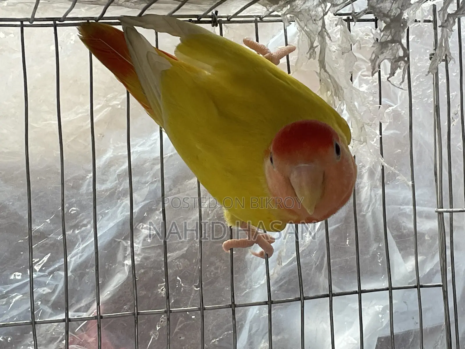 Lutino Opaline Lovebird Red Eye or Exchange With Tem Bird