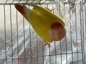 Lutino Opaline Lovebird Red Eye or Exchange With Tem Bird
