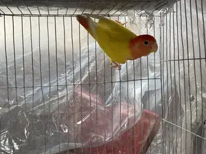 Lutino Opaline Lovebird Red Eye or Exchange With Tem Bird