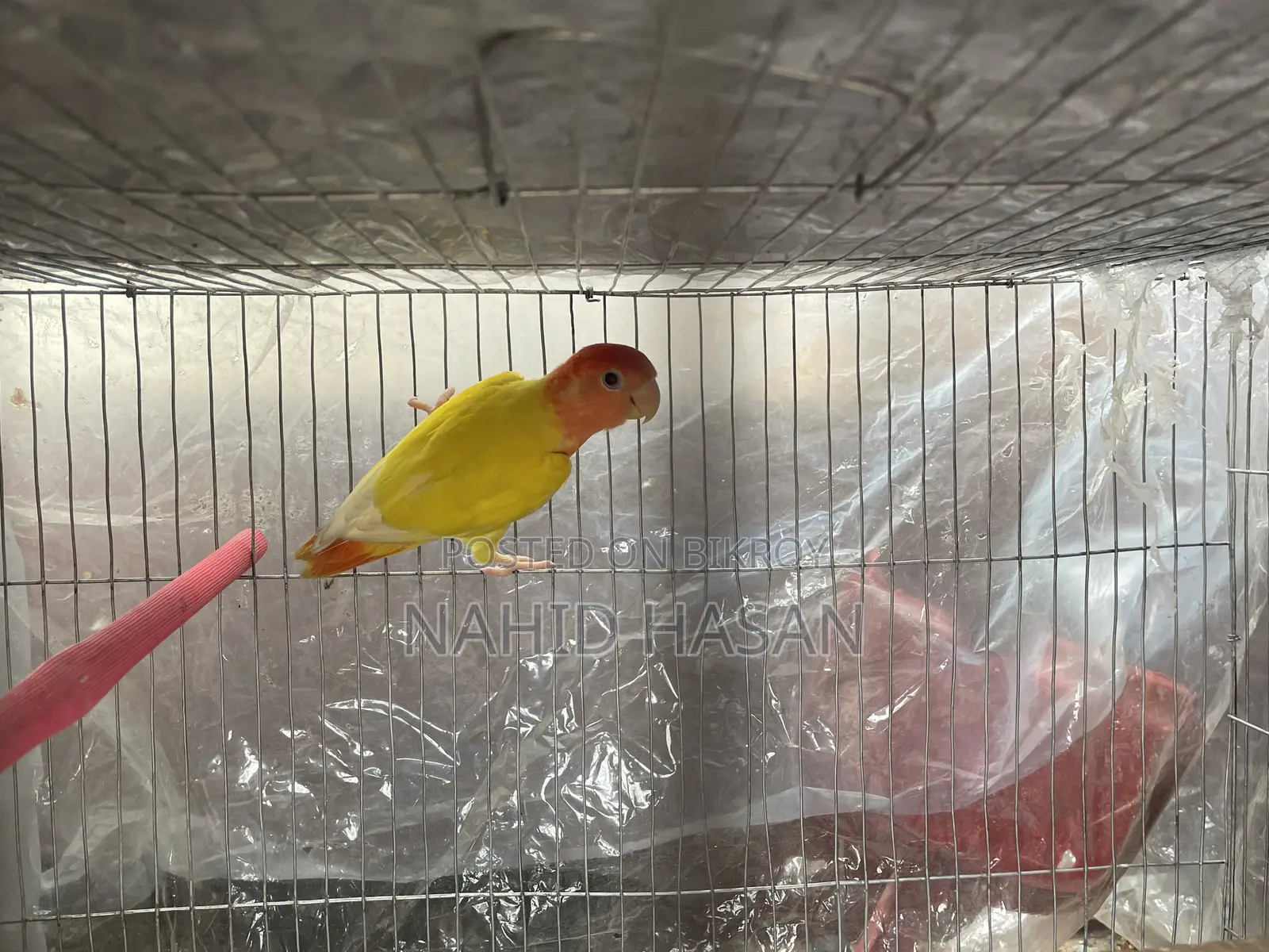 Lutino Opaline Lovebird Red Eye or Exchange With Tem Bird