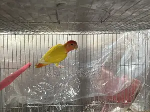 Lutino Opaline Lovebird Red Eye or Exchange With Tem Bird