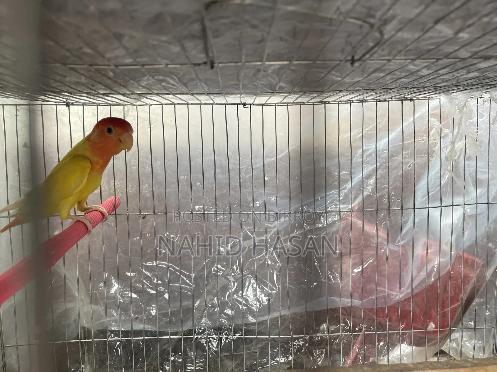Lutino Opaline Lovebird Red Eye or Exchange With Tem Bird