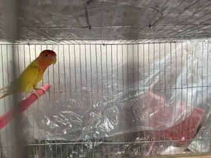 Lutino Opaline Lovebird Red Eye or Exchange With Tem Bird