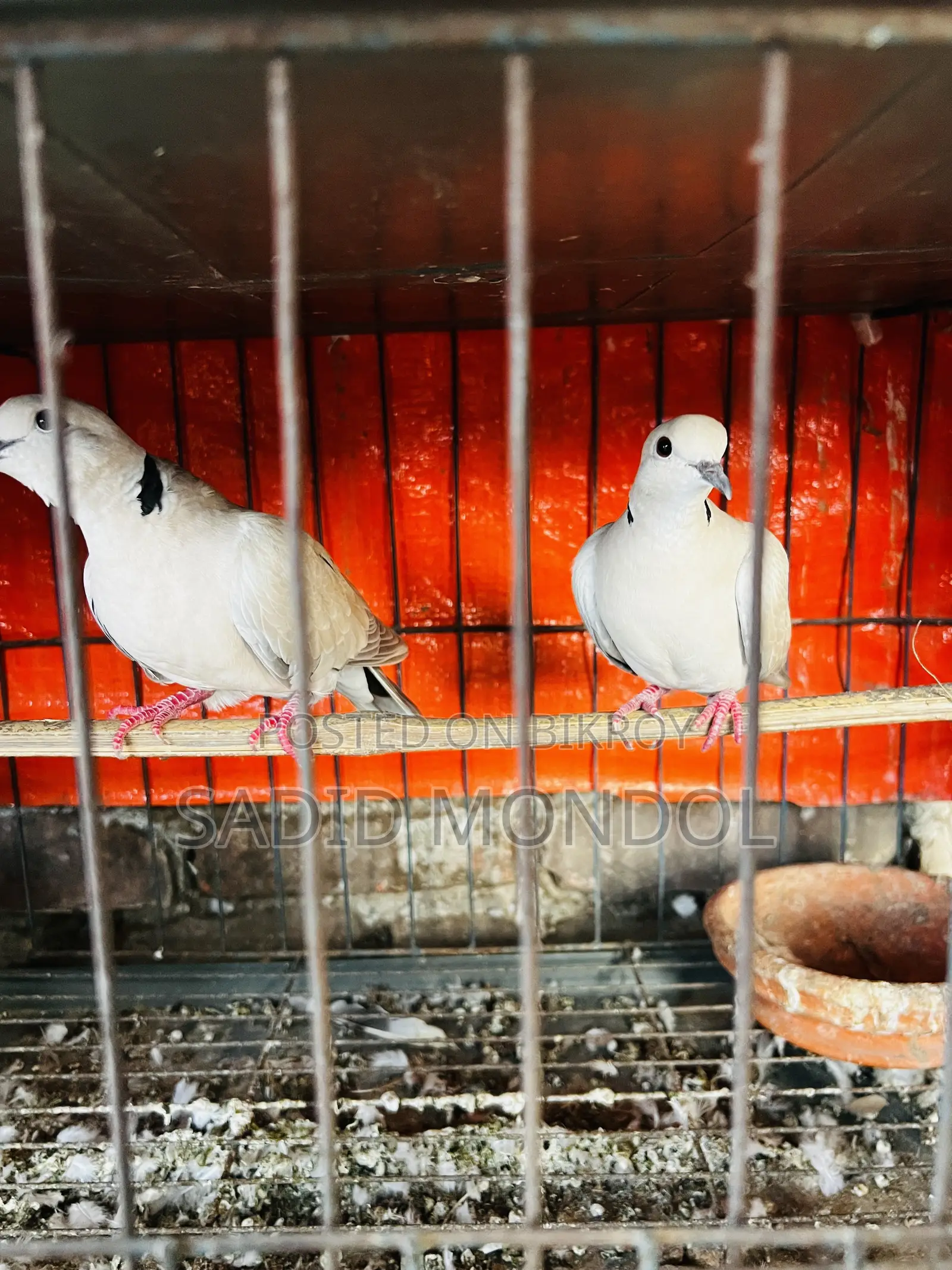 Australian Dove