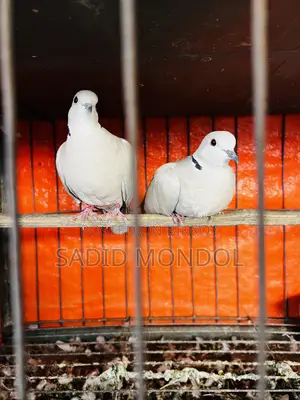 Australian Dove