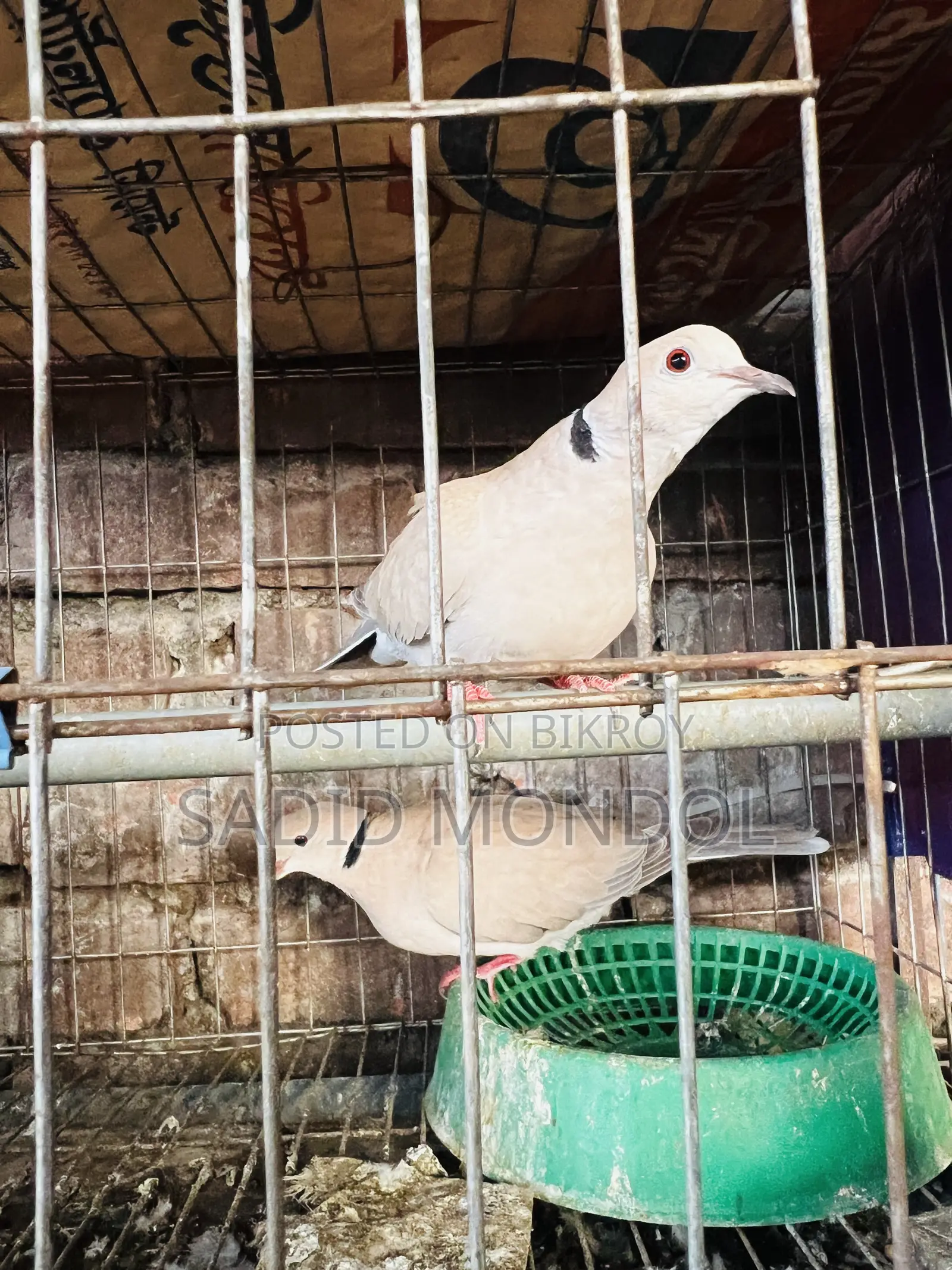 Australian Dove