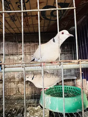 Australian Dove