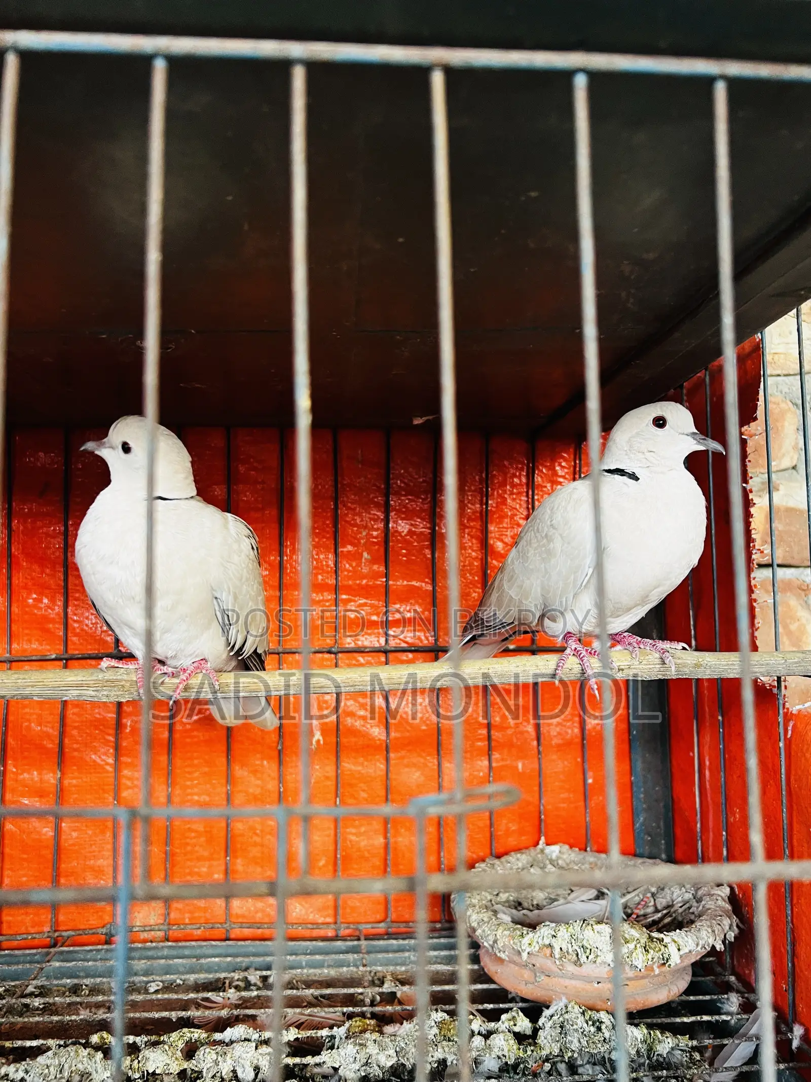 Australian Dove