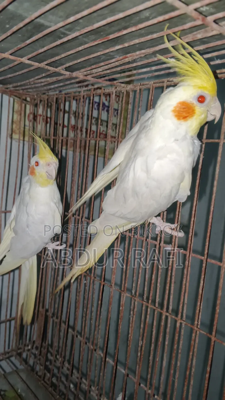 সিঙ্গেল মেল ফিমেল