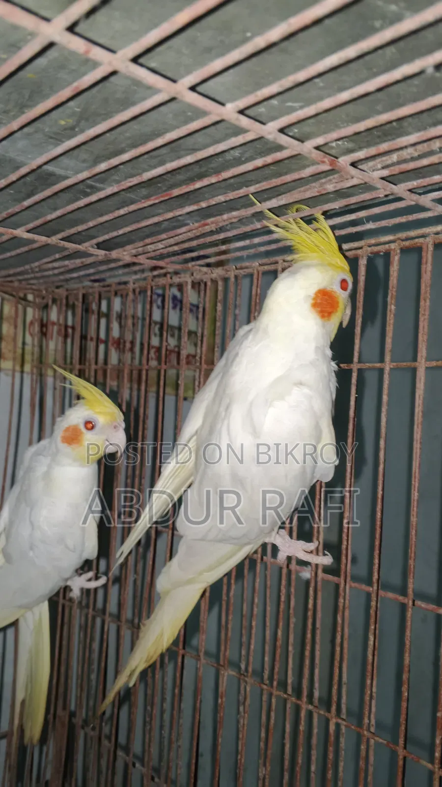 সিঙ্গেল মেল ফিমেল