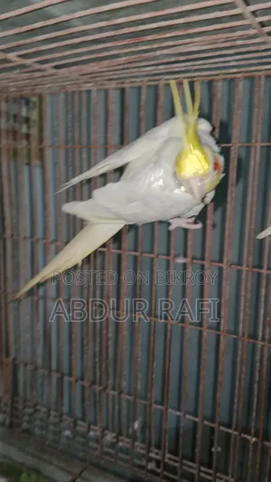 সিঙ্গেল মেল ফিমেল