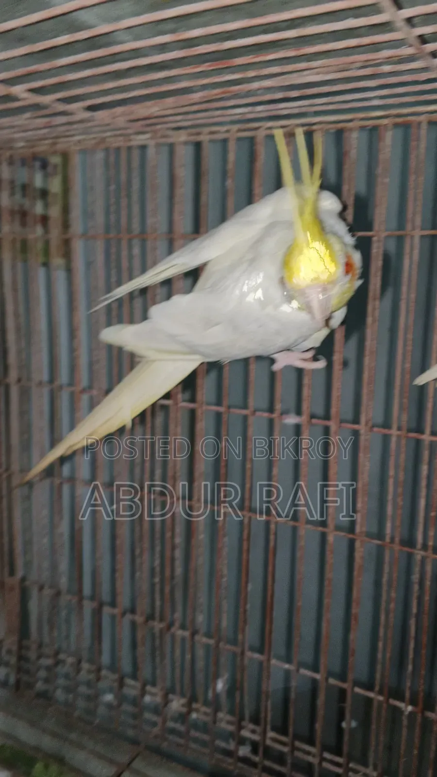 সিঙ্গেল মেল ফিমেল
