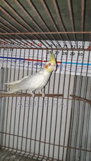 সিঙ্গেল মেল ফিমেল
