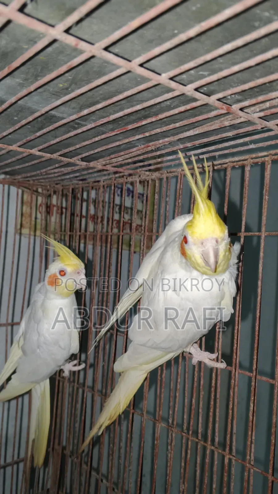 সিঙ্গেল মেল ফিমেল