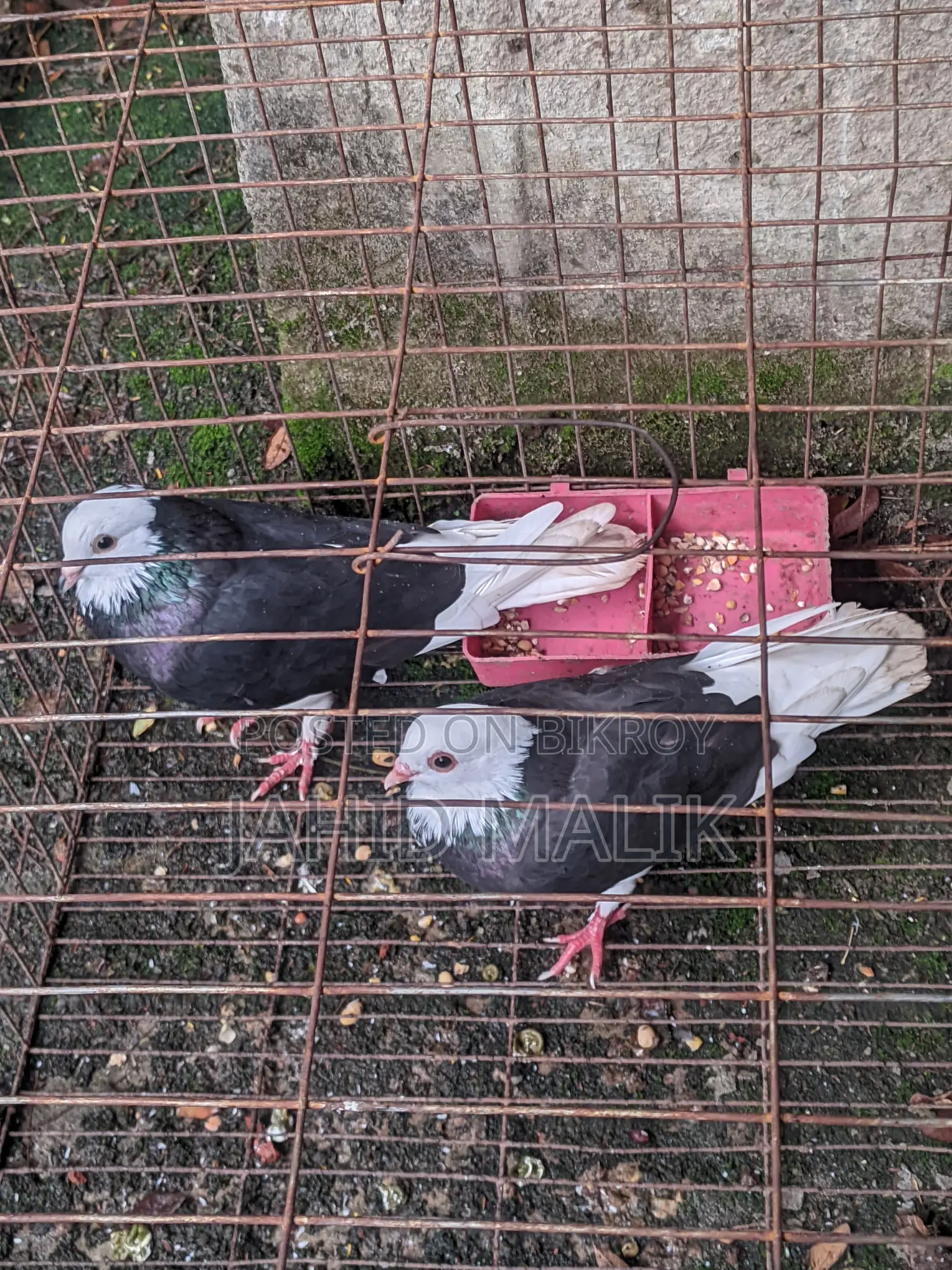 Beautiful and Running Gorra Pigeon Pair (Gorra Pigeon Pair)